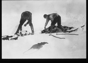 Image of Two men butchering seals, on snow